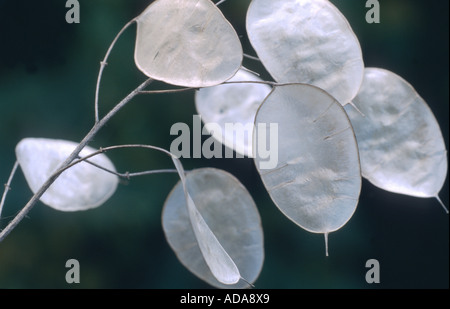 Ehrlichkeit-Pflanze (Lunaria Annua), Obst (Schötchen) Stockfoto