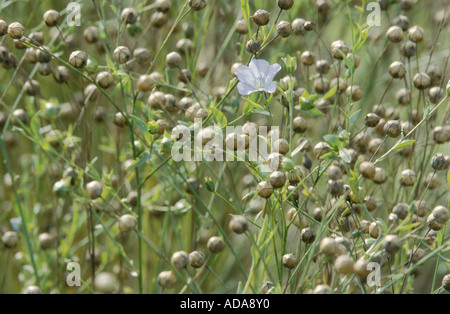 gemeinsame Flachs (Linum Usitatissimum), Feld mit Fruitung Pflants eine eine einzelne Blume Stockfoto