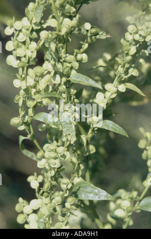 Garten alle, Garten Arrach (Atriplex Hortensis), infrutescence Stockfoto