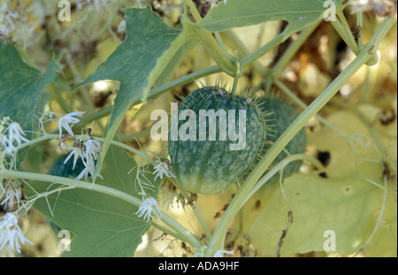 wilde Gurke, wilde Balsam Apfel, wilde Mock-Gurke (Echinocystis Lobata), Blumen und Obst Stockfoto