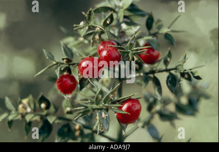 Metzgerei-Besen (Ruscus Aculeatus), Reife Früchte Stockfoto