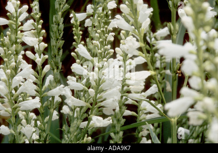 falsche Drachenkopf (Physostegia Virginiana), CV Alba: Blütenstände Stockfoto