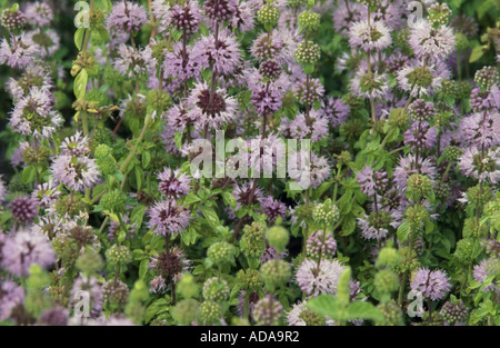 Poleiminze (Mentha Pulegium), blühen Stockfoto