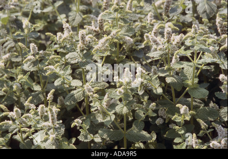 Apfel-Duft Minze, Runde-leaved Minze (Mentha Rotundifolia), blühen Stockfoto