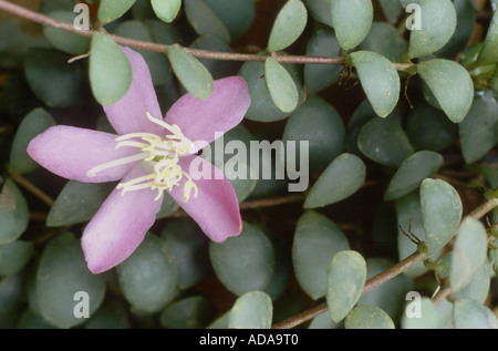 Medinilla (Medinilla Sedifolia), Blume Stockfoto