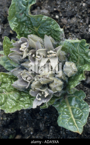 Alraune (Mandragora Officinarum), blühen Stockfoto