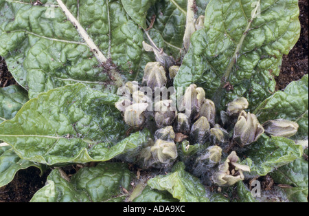 Alraune (Mandragora Officinarum), blühen Stockfoto