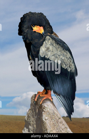 Bateleur (Terathopius Ecaudatus), auf Stein sitzend Stockfoto