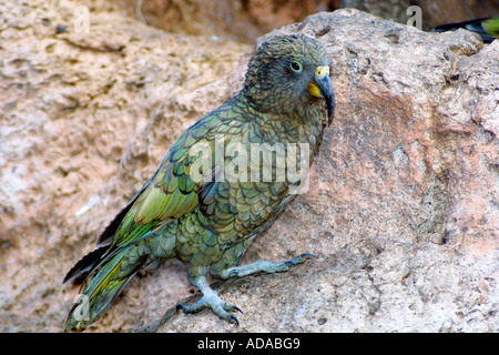 Kea (Nestor Notabilis) Stockfoto