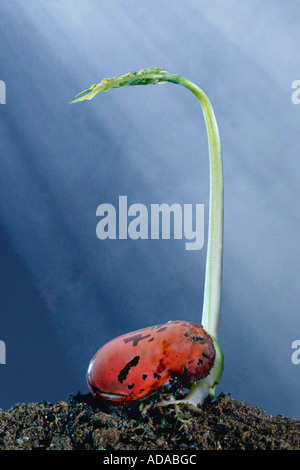Stangenbohnen, Scarlet Runner (Phaseolus Coccineus), Keim, Serie 2 von 5 Stockfoto