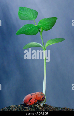 Stangenbohnen, Scarlet Runner (Phaseolus Coccineus), Keim, Serie 4 von 5 Stockfoto