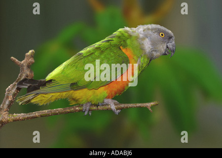 Mohrenkopf (Poicephalus Senegalus), auf einem Ast Stockfoto