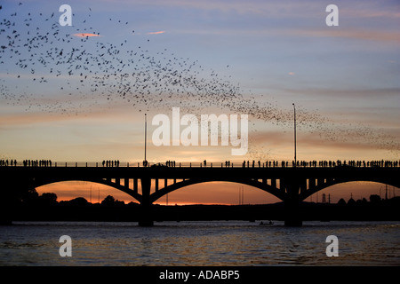 Brasilianische Bulldoggfledermäuse Fledermaus (vor Brasiliensis), am Abendhimmel in der Nähe von Congress Avenue Bridge in Austin lebt in Texas Stockfoto