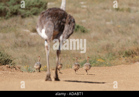 Strauß (Struthio Camelus), Weibchen mit Küken, laufen, Südafrika, Westkueste NP Stockfoto