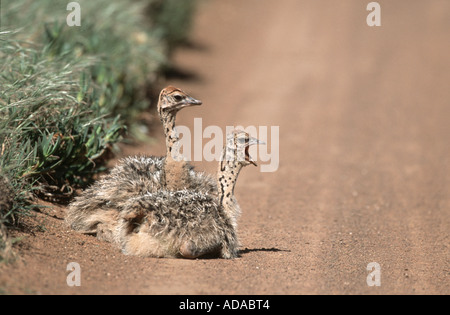 Strauß (Struthio Camelus), Küken, sitzen, Gähnen, Südafrika, Westkueste NP Stockfoto