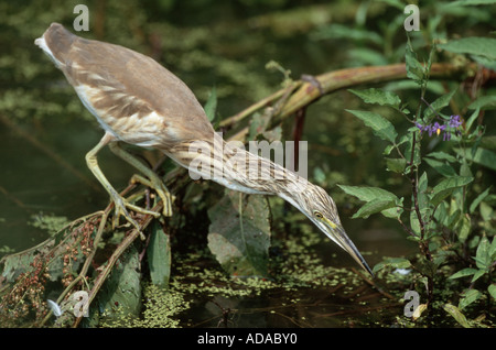 Rallenreiher (Ardeola Ralloides), Jungvogel, Ausschau nach Fisch, Ungarn Stockfoto