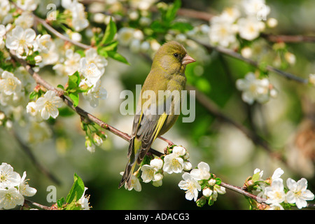 westlichen Grünfink (Zuchtjahr Chloris), auf Ast eines Kirschbaums Stockfoto