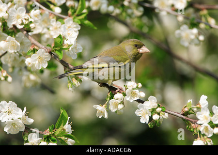 westlichen Grünfink (Zuchtjahr Chloris), auf Ast eines Kirschbaums Stockfoto