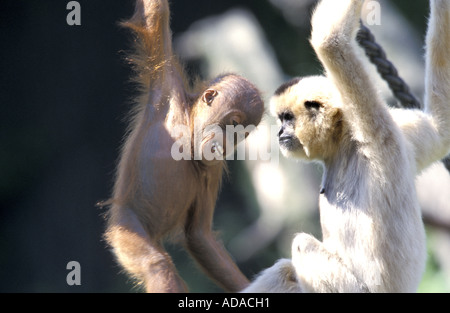 Sumatra Orang-Utan (Pongo Pygmaeus Abelii), überprüft junge Tier Geplänkel zu gelb Gibbon Stockfoto