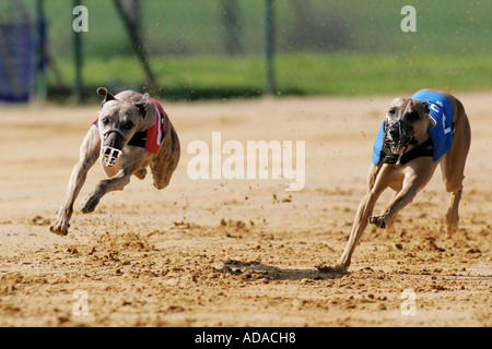 Greyhound (Canis Lupus F. Familiaris) beim Contest, Deutschland Stockfoto