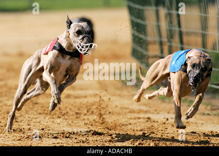 Greyhound (Canis Lupus F. Familiaris) beim Contest, Deutschland Stockfoto