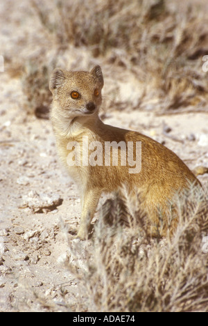 Gelbe Mongoose Cynictis Penicillata Etosha Nationalpark Namibia Afrika Stockfoto