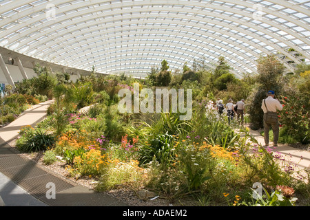 Wales Carmarthenshire Carmarthen Llanarthne National Botanic Garden große Gewächshaus Interieur Stockfoto