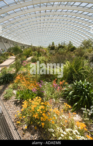 Wales Carmarthenshire National Botanic Garden große Gewächshaus Interieur Stockfoto