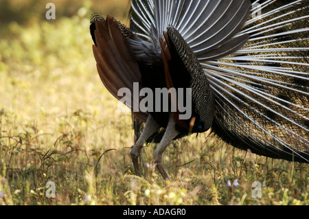 Yala Nationalpark Pfau tanzen Stockfoto