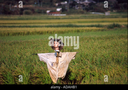 Vogelscheuche in japanischen Reisfeld. Stockfoto