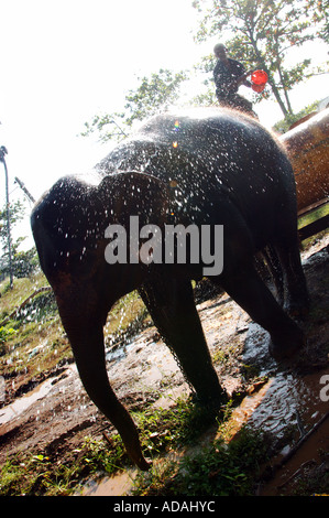 Galle Elefanten immer ein Bad aus seinem Mahout vor dem Polospiel Stockfoto