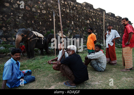 Galle Fort Elefant Mahouts warten auf das Polospiel starten Stockfoto