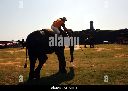 Galle Fort Elefant Polospiel Stockfoto