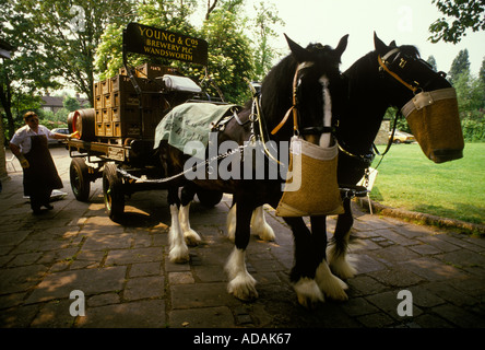 Youngs Brewery Horses Wandsworth South London. Traditionelle Lieferung von Bier an lokale Pubs per Pferd und Wagen. England 1980er um 1985 UK Stockfoto