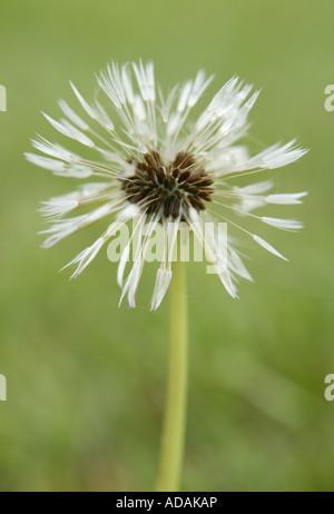 die Hälfte geblasen müde suchen getragen seedhead Stockfoto