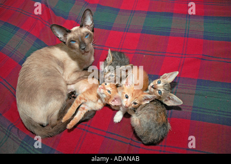 Kreuz Rasse Katze Fehler der felinen Rassen Kätzchen von Scottish Fold und Cornish Rex 13 Wochen alten Krankenpflege auf Siam Mutter Katze in USA America Stockfoto