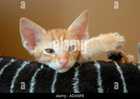 Fehler Kätzchen Kreuz Rasse Katzen aus Orientalisch Kurzhaar und Cornish Rex 13 Wochen alt Stockfoto