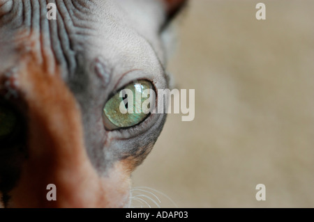 Auge der eine weibliche Katze nach Cornish Rex zeigen Cat gold grün und eine Calico Mantel in Amerika TICA und CA-Meister, lebt noch bei 20 in '19. Stockfoto
