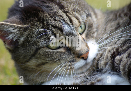 Lustige Tiere Tabby Katze Stockfoto