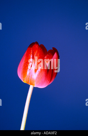 Rote Tulpe mit dunkelblauem Tautropfen Stockfoto