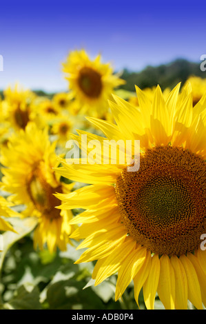 Sonnenblume Nahaufnahme Stockfoto