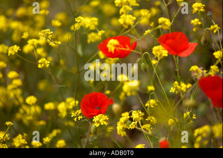 Wildblumen am Straßenrand in Cornwall UK Stockfoto