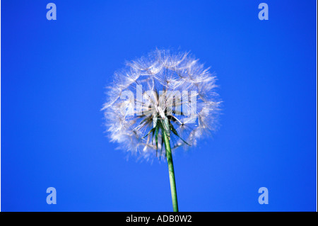 Löwenzahn Uhr & blauer Himmel Stockfoto