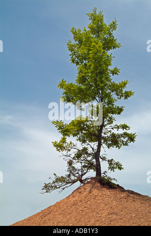 Einsamer Baum auf einem Felsvorsprung Stockfoto