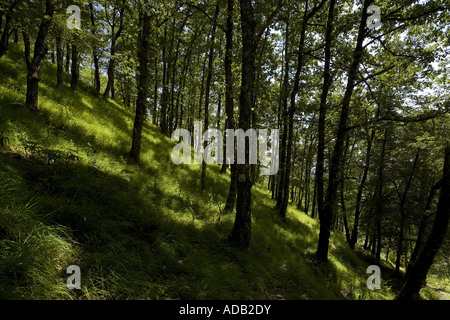 Bäume wachsen am steilen Hang Mount Palodina, Toskana Italien Stockfoto