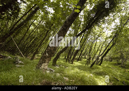 Bäume wachsen am steilen Hang Mount Palodina, Toskana Italien Stockfoto