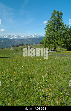 Alpine Meadow and a Single Tree with the Mountains of Maglic and Zelengora in the distance Bosnia Herzegovina Stockfoto