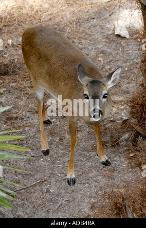 White Tail Deer Lowry Park Zoo Tampa Florida FL gestimmt, die Nummer eins Zoo in den Vereinigten Staaten Stockfoto