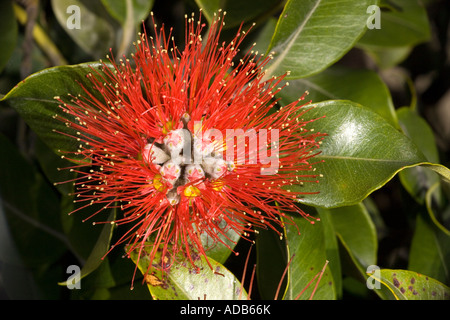 Pohutukawa (Metrosideros Excelsa) in Blüte, Nahaufnahme Stockfoto