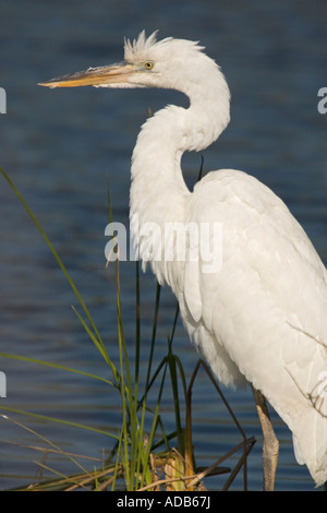 Silberreiher oder großer weißer Reiher, Egretta Alba Ardea Alba Angeln Stockfoto